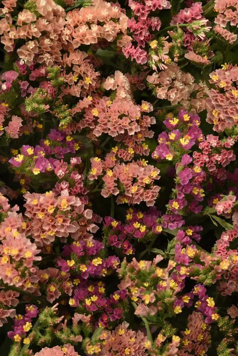 14 Peach-Colored Flowers and Foliage for Adding This Trendy Hue to Your Garden Peach Color Flowers, Peach Perennial Flowers, Peach Colored Flowers, Purple And Peach Flowers, Peachy Pink Flowers, Apricot Colored Flowers, Red Hot Poker Plant, Coral Bells Heuchera, White Flower Farm