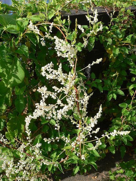 Silver lace plant is a vigorous deciduous to semievergreen vine that can grow up to 12 feet in one year. Beautiful, fragrant white flowers adorn this low maintenance plant. Learn more in this article. White Pergola Ideas, Vines Ideas, Silver Lace Vine, Fast Growing Vines, White Pergola, Evergreen Vines, Growing Vines, Climbing Hydrangea, Pergola Ideas