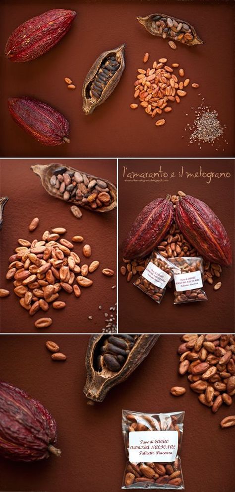 Chocolate Cacao Powder Recipe, Chocolate Tree, Truffle Boxes, Tropical Food, Cacao Chocolate, Cocoa Tea, Cocoa Recipes, Cocoa Chocolate, Fudge Sauce