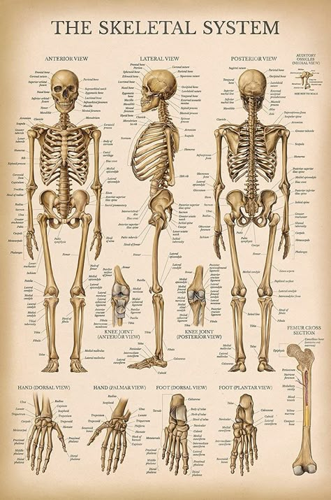 Skeletal System Anatomy, Skeleton System, The Human Skeleton, Human Skeletal System, Human Skeleton Anatomy, The Skeletal System, Anatomy Bones, Skeleton Anatomy, Skeleton Model