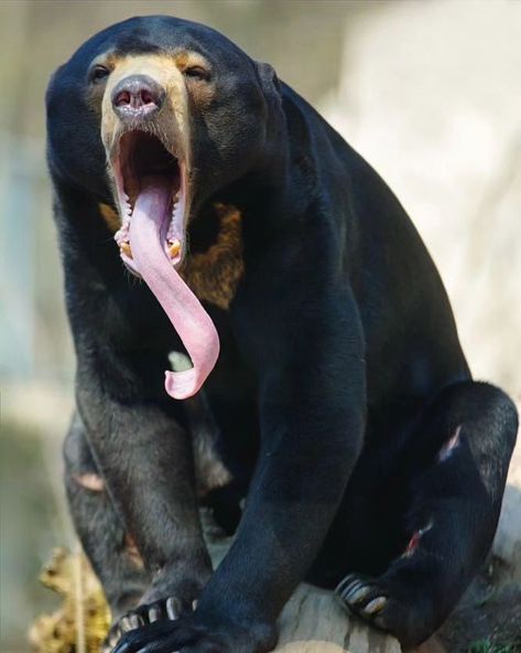 Malayan Sun Bear, Sun Bear, Sloth Bear, Spirit Bear, Wild Animals Pictures, Bear Photos, Wild Beauty, Unusual Animals, Love Bear