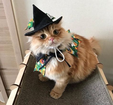 Fall Cats, Animal Reference, Cat Photos, Great Cat, 웃긴 사진, Cat Costumes, Cute Cats And Kittens, Pet Costumes, Silly Cats