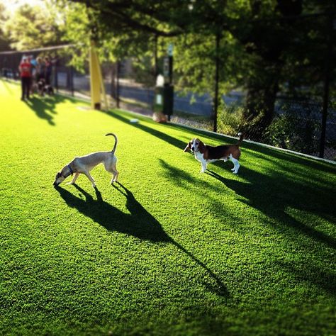 Bundy Dog Park is the neighborhood's social hub for dog owners.  Whoever decided to run artificial turf instead of dirt was a genius (and a dog owner). Artificial Turf For Dogs, Turf For Dogs, Landscape Paving, Dog Yard, Fake Grass, Grasses Landscaping, Long Lights, Long Light, Artificial Turf