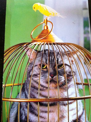 Postcrossing BY-133016 - Funny card with cat in birdcage and bird outside of it. Sent by Postcrosser in Belarus. Animal Antics, Cats Meow, Crazy Cat Lady, 귀여운 동물, Crazy Cats, A Cat, Animal Pictures, Cats And Kittens, Cute Cats