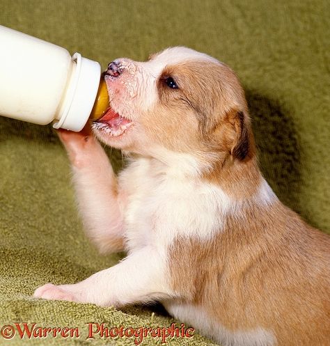 Puppy feeding from a bottle Bottle Feeding Puppies, Feeding Puppies, Feeding Puppy, Puppy Feeding, Mother's Milk, Border Collie Puppies, Mother Milk, Puppy Care, Bottle Feeding