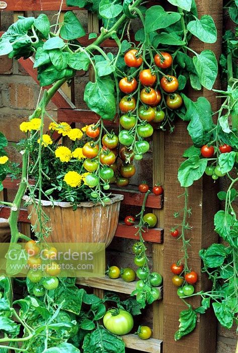 Whitefly deterring Tagetes growing in a terracotta wall pot alongside tomatoes Hearth Witch, Kitchen Gardens, Nyc Apt, Garden Farm, Terracotta Wall, Cottage Garden Plants, White Flies, Plant Photography, Growing Fruit