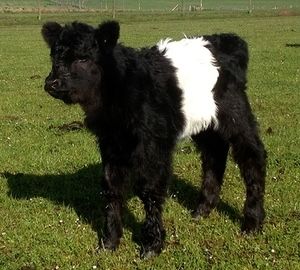 Galloway Cattle, Belted Galloway, Cowboy Action Shooting, Mini Cows, Cattle Breeds, Farm Cow, Cow Calf, Ranch Life, Hobby Farms