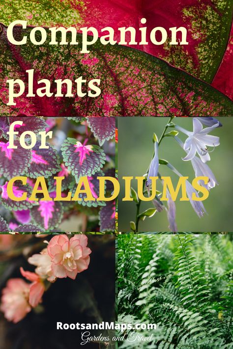 Caladiums In Containers, Caladiums In Pots Front Porches, Caladium And Fern Planter, Caladium Planter Ideas, Caladiums Landscaping, Caladium Container Ideas, Caladiums In Pots, Impatient Flowers, Coleus Containers