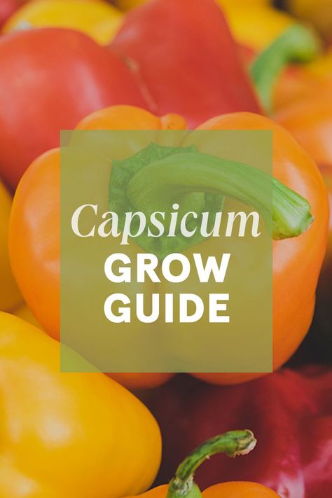 Introduce a splash of tasty colour to your patio or garden with an attractive capsicum plant. Also known as a pepper, the capsicum has been in the human diet for thousands of years. Technically classed as a berry, capsicums are easy to grow and used in a wide variety of dishes. Growing Capsicum, Capsicum Plant, Nz Garden, Gardening Inspiration, Red Plants, Plants Garden, Fajitas, Garden Supplies, Growing Plants