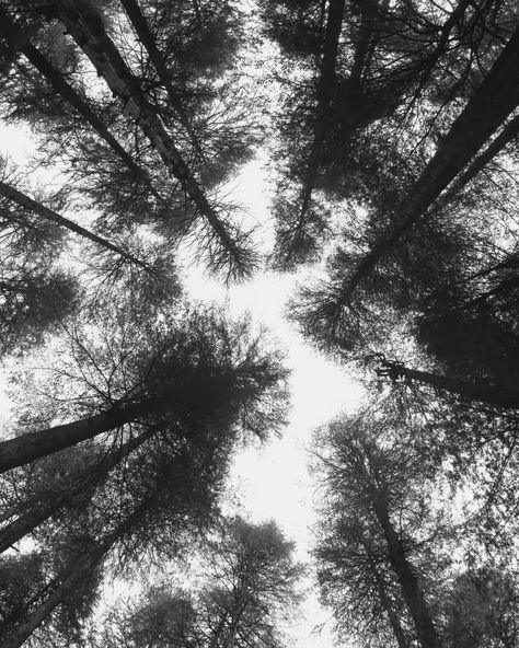 Trees of Manali I’m tall and I’m wise. I’ve seen a lot And I see a lot. I know my own raison d'etre But never claim its superiority Which is why we invite The sunlight and the rain to dance With us and between us And with our friends Who live in our midst. We stand together but alone With our own kind And with other kinds. We simply live our lives And do our little part In a big way. . @photo.by.aditya_ #photobyaditya📸 . . . #tree#trees#treephotography#tree_magic#tree_captures#bw#bnw#bnw_... Black And White Nature, Tree Magic, Forest Canopy, Bare Tree, Between Us, + Core + Aesthetic, Black And White Photographs, The Rain, Landscape Photography