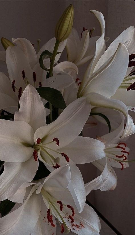 Wallpers Pink, Lily Wallpaper, Boquette Flowers, Nothing But Flowers, Flower Therapy, Flower Background Wallpaper, Beautiful Bouquet Of Flowers, White Lilies, Lily Flower