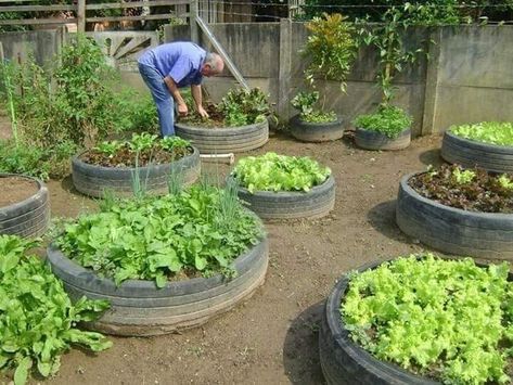 Home Farming, Farming Ideas, Tire Garden, Vegetable Garden Beds, Cash Crop, Indoor Vegetable Gardening, Garden Help, Veg Garden, Home Vegetable Garden