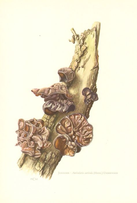 Wood Ear Mushroom, Ear Mushroom, Fungi Illustration, Mushroom Decor, Nature Drawing, Scientific Illustration, Antique Prints, Botanical Illustration, Vintage Paper