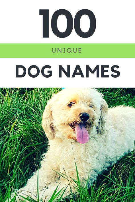 Bernedoodle Names, Unusual Dog Names, Unique Dog Names, Male Dog Names, Most Popular Dog Names, Small Dog Names, Funny Dog Names, Popular Dog Names, Dog Names Unique