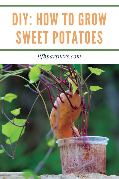 January Gardening, Regrow Celery, Grow Sweet Potatoes, Garden Ideas Vegetable, Container Potatoes, Cherry Tomato Plant, Growing Sweet Potatoes, Varieties Of Tomatoes, Growing Potatoes