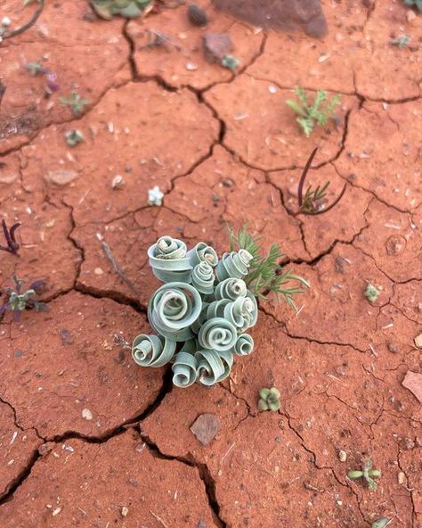 Albuca Concordiana, Blow My Mind, Pop Out, Rare Plants, The Plant, My Mind, Engineering, Mindfulness, Water