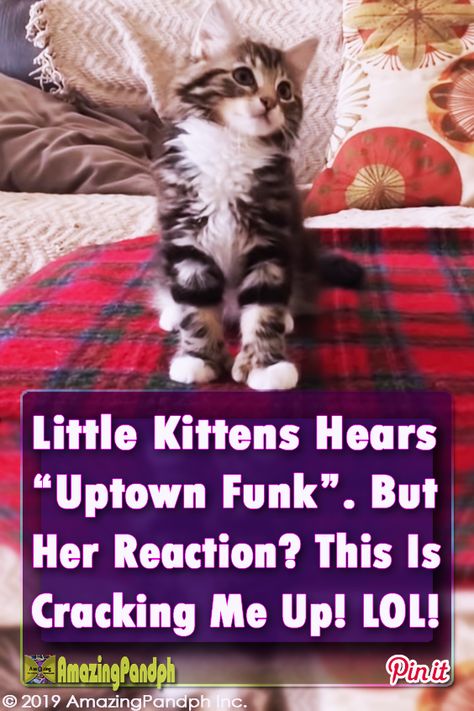 "Uptown Funk" Blared From The Speakers. But This Cat's Response Is Taking The Internet By Storm #cats #kitten #dance #song #funny #cute Rhinna Hairstyles, Baby Kitten Videos, Uptown Funk Dance, Funny Kitten Videos, Fat Cats Funny, Cats Dancing, Adorable Kittens Funny, Cats And Birds, Cat Dancing