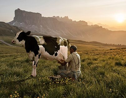 Check out new work on my @Behance portfolio: "MILKING COW" http://be.net/gallery/68226163/MILKING-COW Milk A Cow, Milking A Cow, Cow Milking, Milking Cow, Cow Milk, Milking Cows, Milk Factory, Cow Photography, Wacom Intuos