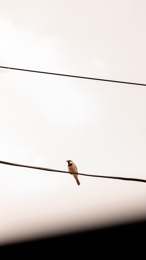 Bird on Wire
Bird Photography Birds On The Wire, Bird On A Wire Painting, Bird On Electric Wire, Bird On Wire, Birds On A Wire Photography, Telephone Line, Bird On A Wire, Birds On A Wire, Bird Photography