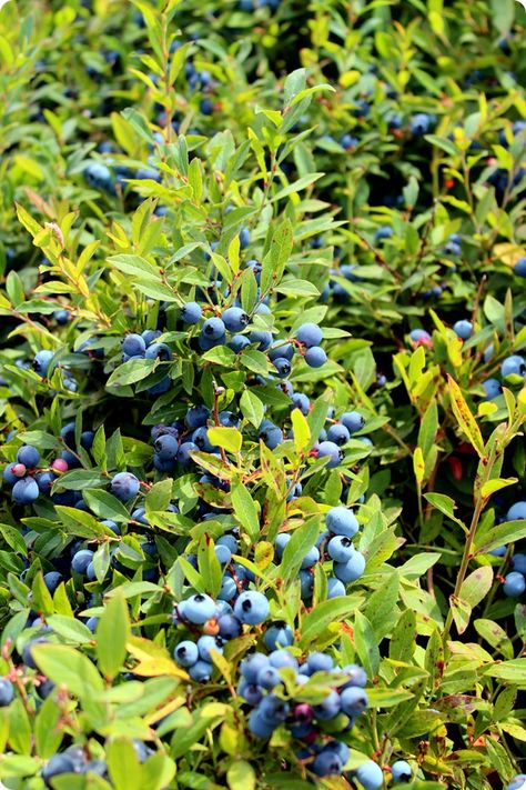 (Wild) Blueberry Fields Forever #healthy #food Blueberry Plant Aesthetic, Blueberry Field Photoshoot, Blueberry Field, Blueberry Aesthetic, Grow Blueberries, Cheesecake Blueberry, Blueberry Bush, Cake Blueberry, Blueberry Plant