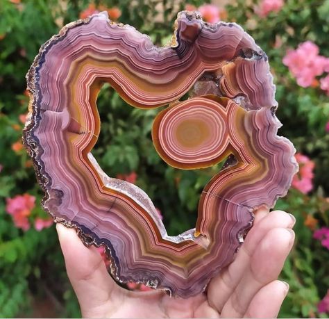 Coyamito Agate, Dope Pics, Grape Agate, Rocks And Fossils, Agate Slices, Geode Art, Cool Rocks, Resin Sculpture, Things Under A Microscope