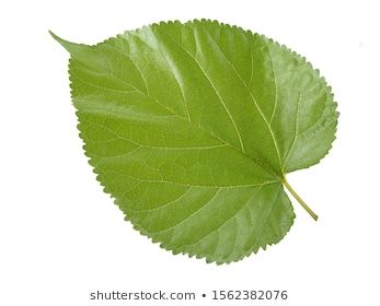 mulberry leaf isolated on white background and are used to make extracts as ingredients in cosmetics. leaves use for make tea or herbs use for health care concept and with clipping path.stock photos images Mulberry Leaves, Leaves Drawing, Leaf Vector, Mulberry Leaf, How To Make Tea, Plant Leaves, White Background, Photo Image, Health Care