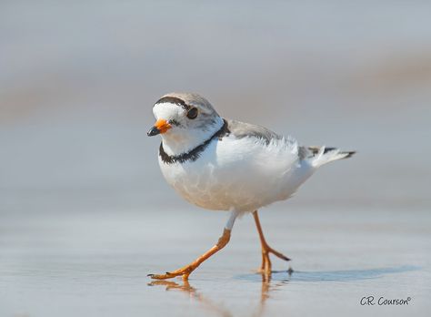 Piping Plover Tattoo, Shore Bird Art, Colorado Birds, Piping Plover, Brown Birds, Beach Birds, Shore Birds, Coastal Birds, Bird Carving