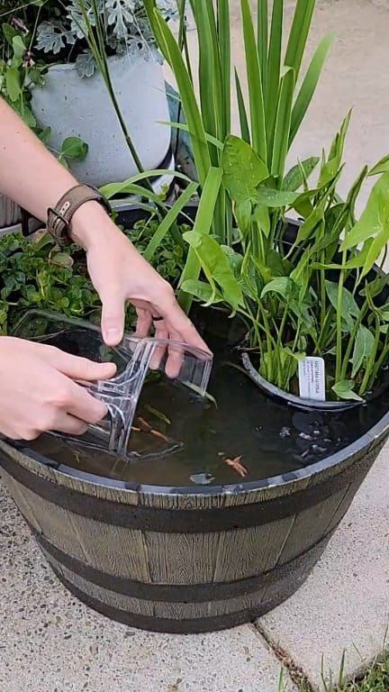 Easy diy patio pond for around $100. Resin plant pot and a few pond plants, anyone can do it! 😉 #fish #nature #pond #satisfying | Aquapros | Skypierr · FRAGILE Plant Pot Fish Pond, Pot Fish Pond, Diy Patio Pond, Easy Diy Patio, Nature Pond, Fish Nature, Patio Pond, Pond Plants, Diy Flower Pots