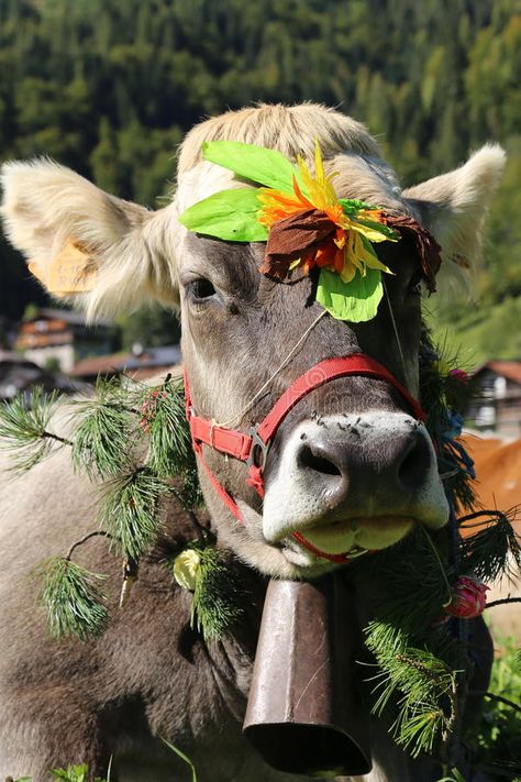 Lake Lucerne Switzerland, Places In Switzerland, Swiss Miss, Lucerne Switzerland, Switzerland Travel, Cow Bell, A Cow, Blue Lake, Lucerne