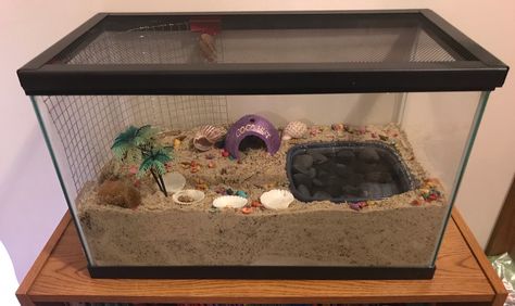 DIY Hermit crab habitat Small Hermit Crab Habitat, 10 Gallon Hermit Crab Tank Ideas, Hermit Crab Habitat Ideas Dollar Tree, Diy Hermit Crab Habitat Tanks, Crabitat Ideas Diy Hermit Crab Habitat, Diy Hermit Crab Habitat, Hermit Crab Tank Ideas, Hermit Crab Habitat Ideas, Hermit Crab Cage