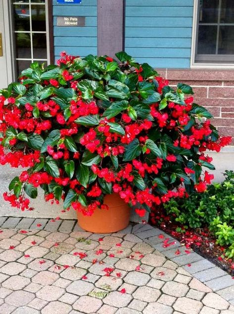 Begonia Dragon Wing Red is a vigorous begonia that will amaze you with its growth. Description from pinterest.com. I searched for this on bing.com/images Begonias In Pots, Begonia Dragon, Garden Dragon, Dragon Wing, Front Yard Plants, Color Burst, Container Gardening Flowers, Front Yards, Shade Flowers