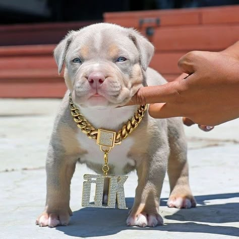 A Puppy, Pitbull, A Dog, Chain, Dogs, Gold