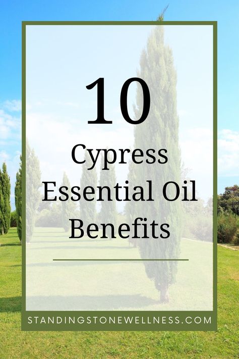 Row of cypress trees on a sunny day. Cyperus Rotundus Oil, Cypress Essential Oil Benefits, Cypress Oil, Cypress Essential Oil, Standing Stone, Essential Oil Benefits, Life Transitions, Oil Benefits, Skin Care Solutions