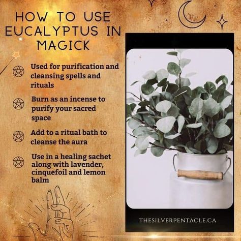 Herbs In Witchcraft, Herb Pantry, Witchy Plants, Protective Herbs, Herb Magick, Wicca Herbs, Magick Herbs, Spiritual Ideas, Witch Tips