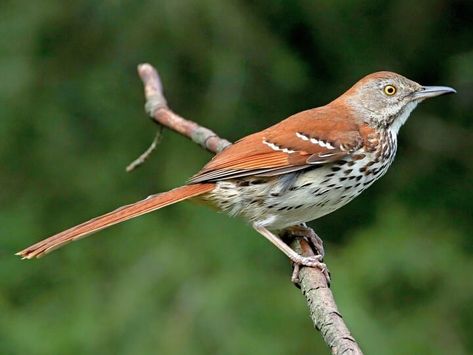 Brown Thrasher Identification, All About Birds, Cornell Lab of Ornithology Merlin Bird, Brown Thrasher, Northern Flicker, Bird Calls, Brown Bird, Planting Shrubs, White Wings, All Birds, Yellow Eyes