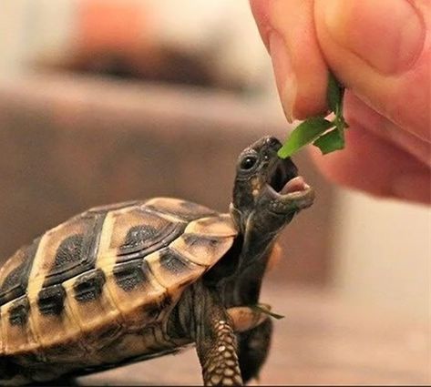 17 Endearing Images Of Animals Eating Food And Loving It - I Can Has Cheezburger? Cute Tortoise, Tortoise Care, Regnul Animal, Tortoise Turtle, Cute Turtles, Baby Turtles, A Turtle, Cute Animal Pictures, Cute Creatures