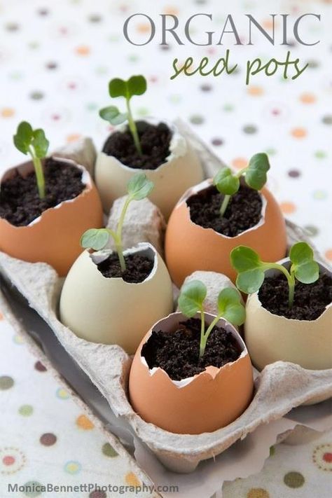 Organic Seed Pots Seed Pots, Plants Growing, Egg Shell, Egg Carton, Veggie Garden, Egg Shells, Winter Garden, Growing Plants, Herb Garden