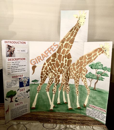 Giraffes painted and giving all information for 2nd graders. Animal Poster Board Project, Posterboard Projects For School, Giraffe Project, Endangered Species Project, Giraffe Habitat, Science Fair Poster, Habitat Project, Giraffe Facts, Board Presentation