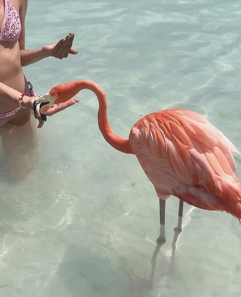 Aruba, On Vacation, When He, Flamingo, The Beach, Water, Pink