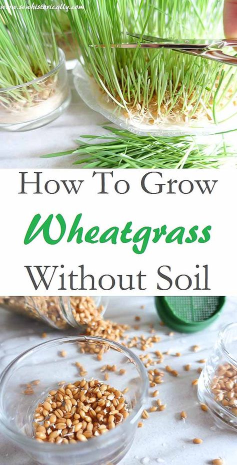 Wheatgrass Juice, Growing Wheat Grass, Growing Wheat, Chat Diy, Tattoo Plant, Growing Microgreens, Cat Grass, Deco Nature, Easy Cheap