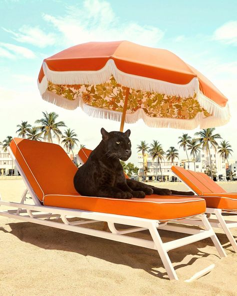 Paul Fuentes on Instagram: “Miami Beach 🌞🖤 I wish I could be there. • • #miami #beach #panther #sunbed #umbrella #spring #slimaarons #midcenturymodern #midcentury…” Paul Fuentes, Floral Umbrellas, Miami Art Deco, Funny Decor, Slim Aarons, Photo D Art, Miami Art, Modern Wall Art Canvas, World Photography