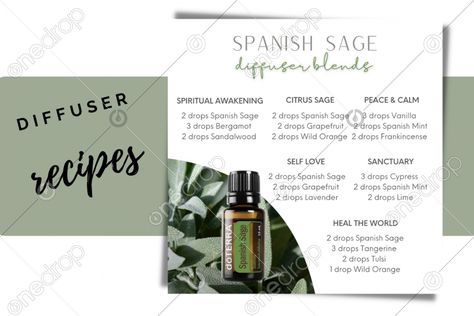 Sage Essential Oil Diffuser Blends, How To Make Sage Essential Oil, Spanish Sage Diffuser Blends, Doterra Spanish Sage Diffuser Blends, Sage Diffuser Blends, Spanish Sage Doterra, Doterra Clary Sage, Sage Uses, Doterra Blends