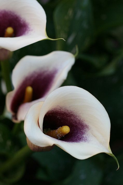 https://flic.kr/p/8uvziR | Picasso, Calla Lillies | in the garden. Fantastic Flowers, Flower Varieties, Flower Identification, Flower Purple, Calla Lilies, Side Yard, Flower Ideas, Wedding Inspirations, Dream Board