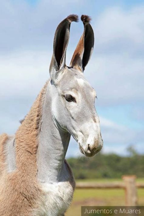 Weird Breed Combinations That Worked - Page 43 Donkey Breeds, A Donkey, Interesting Animals, Unusual Animals, All The Pretty Horses, Model Horses, Rare Animals, Pretty Animals, Animal Pics