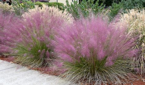 Muhlenbergia Capillaris, Ornamental Grass Landscape, Pink Muhly, Perennial Grasses, Grasses Landscaping, Ornamental Grasses, Landscaping Plants, Drought Tolerant, Garden Center