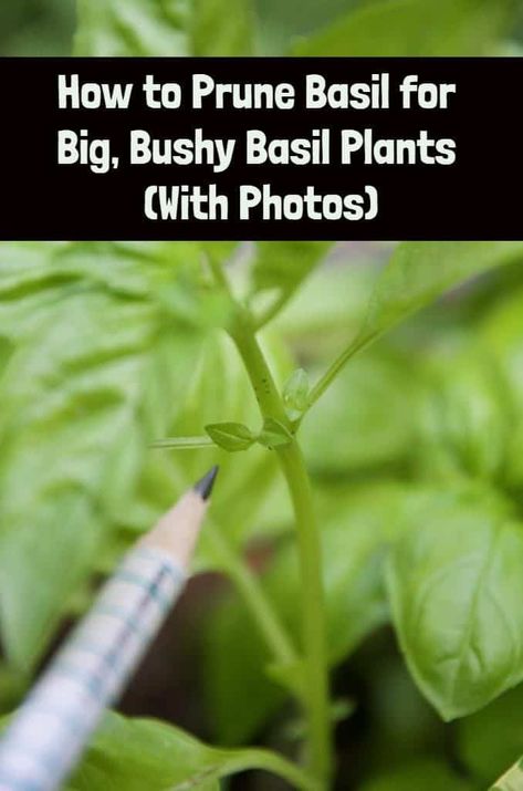 How To Prune Basil, Prune Basil, Pruning Basil, Growing Basil, Harvesting Herbs, Basil Plant, Poisonous Plants, Veg Garden, Home Vegetable Garden