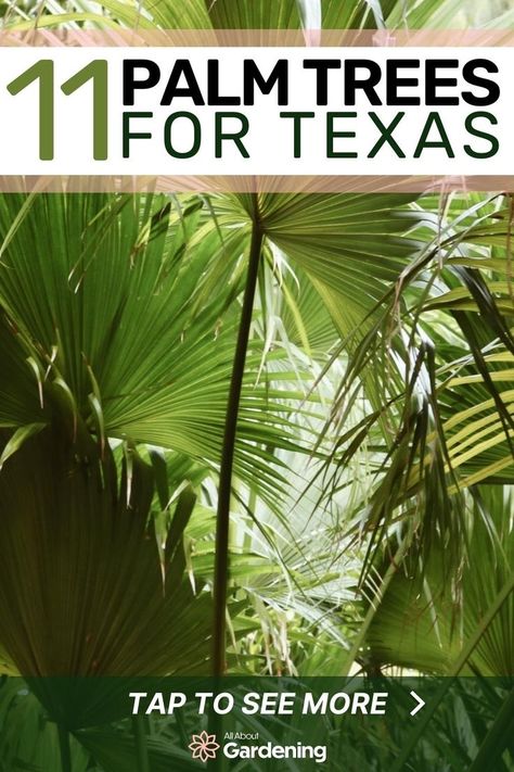 Texas Tropical Landscaping Ideas, Texas Palm Trees, Texas Tropical Landscaping, Texas Heat Tolerant Plants, Texas Xeriscape, Plants Around Pool, Palm Trees For Sale, Texas Gardens, Mexican Fan Palm