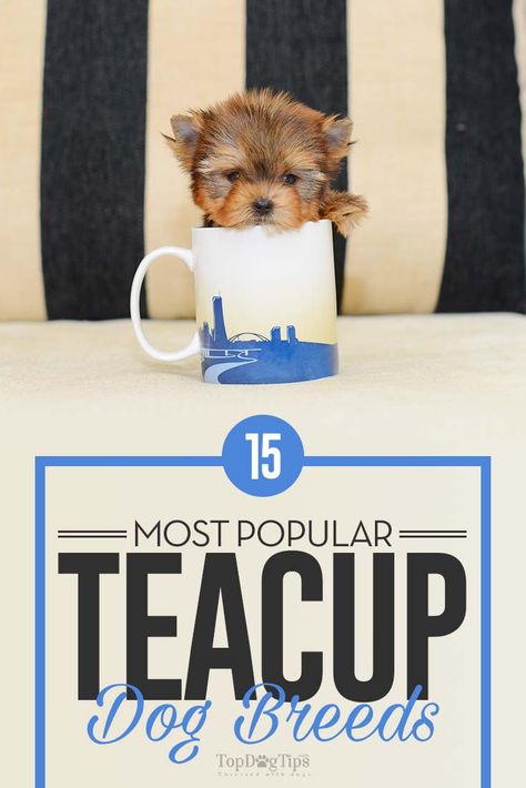 Cute Tiny Dogs Tea Cups, Mini Teacup Puppies, Tiny Dogs Breeds That Stay Small, Teacup Puppy Breeds, Mini Dogs Breeds, Tea Cup Puppies, Smallest Dog Breeds, Teacup Dogs For Sale, Cute Tiny Dogs