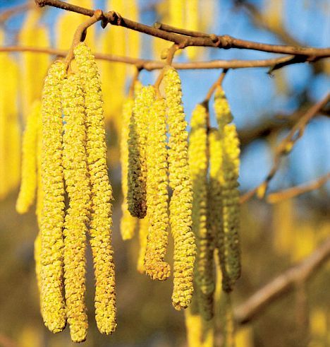 Let's go hazel nuts: A hazel tree will give your garden a supply of tasty nuts - and a wonderful display of yellow catkins | Daily Mail Online Hazel Hedge, Hazel Catkins, Hazel Plant, British Trees, American Hazelnut, Male Flowers, Hazel Nut, Hazel Tree, Corylus Avellana