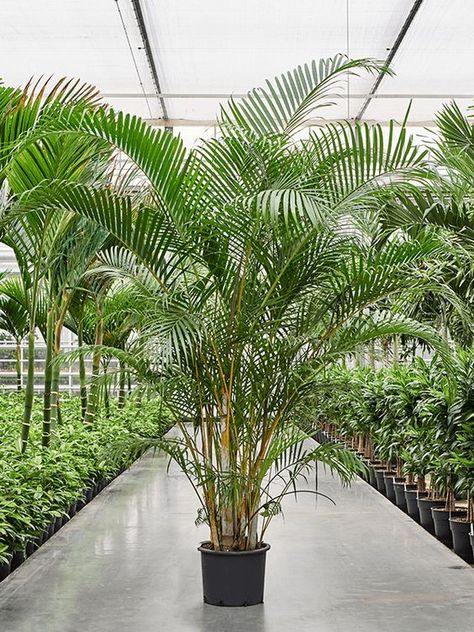 #plantdecor #greenliving #homedecor #indoorplants #botanicalbeauty #plantlove #natureinspired #plantsofinstagram #urbanjungle #plantobsessed Areca Palm Indoor, Tropical Plants Indoor, Dypsis Lutescens, Indoor Palm Trees, Indoor Palms, Indoor House Plants, Spanish Garden, Areca Palm, Beautiful Plants